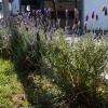 Las lavandas en flor son parte de este jardín.